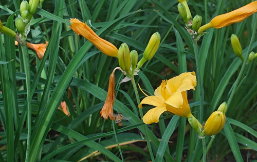 如果勞務(wù)派遣被取消，你支持嗎？